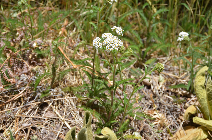 Common Yarrow is an interesting plant where it is a weed to some, a worthwhile garden cultivar to others. Achillea millefolium